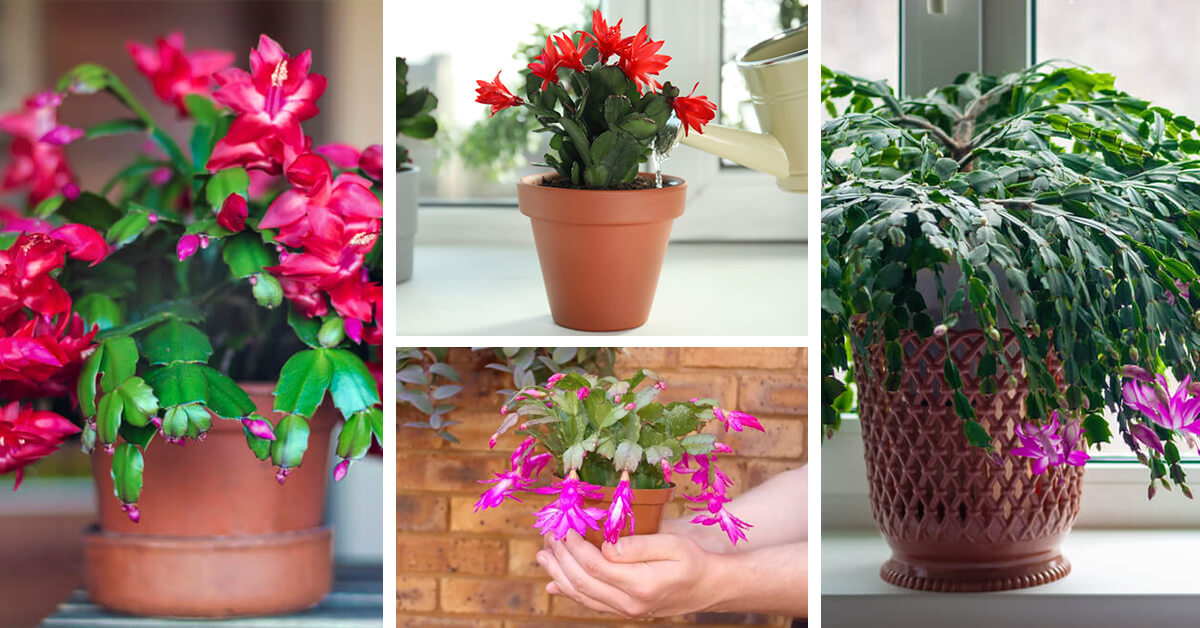 Featured image for “Christmas Cactus Care – How to Plant, Grow and Help Them Thrive”