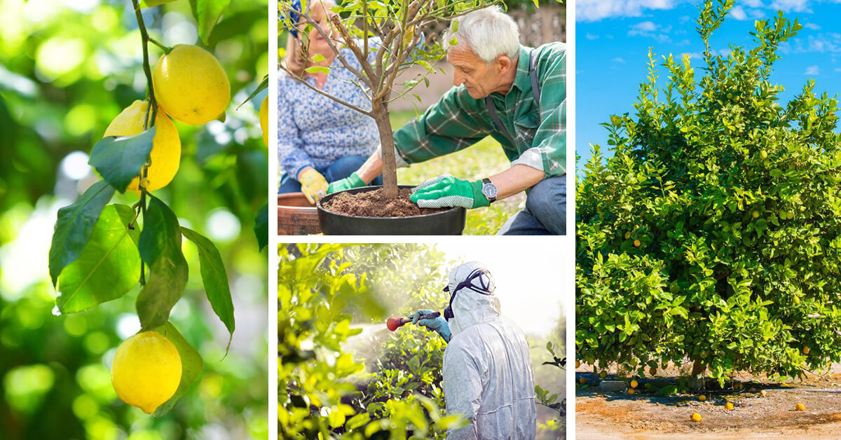 Featured image for “Lemon Tree Care – How to Plant, Grow and Help Them Thrive”