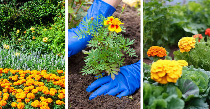 Featured image for Marigold Care – How to Plant, Grow and Help Them Thrive
