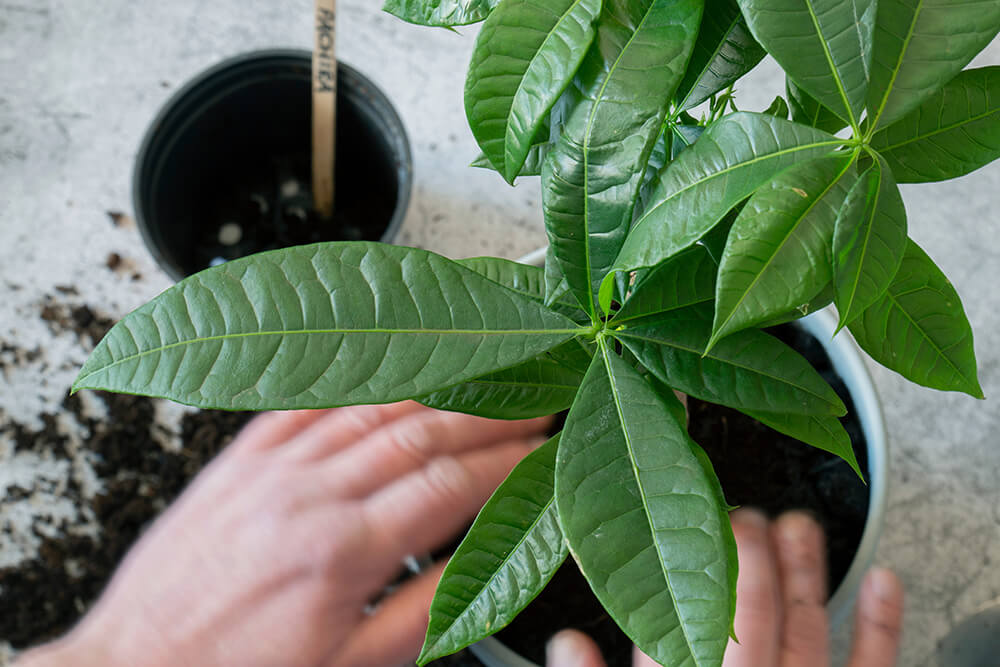 Potting and Repotting of Money Tree