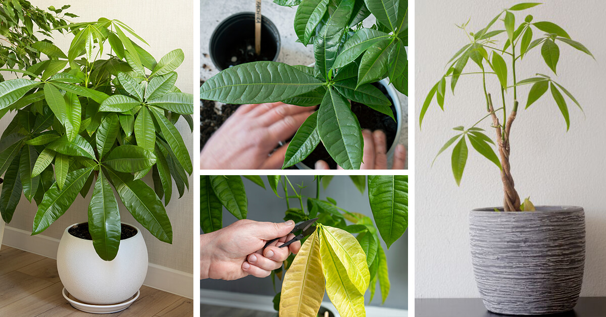 Featured image for “Money Tree Care – How to Plant, Grow and Help Them Thrive”