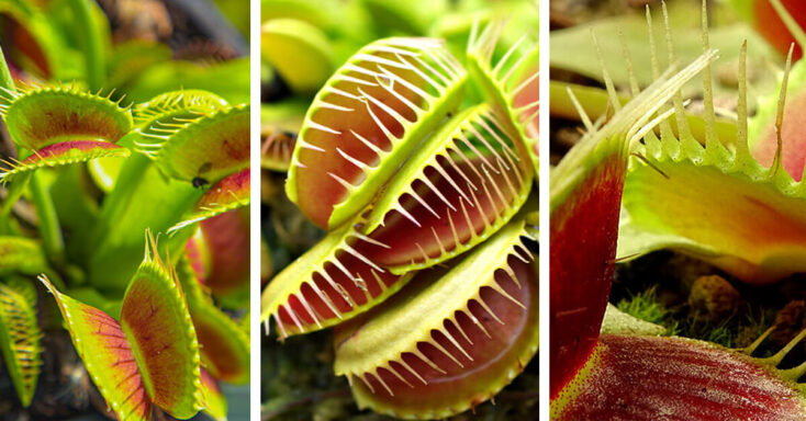 Featured image for Venus Flytrap Care – How to Plant, Grow and Help Them Thrive