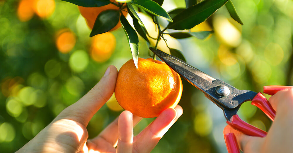 Pruning and Maintenance for Mandarin Trees