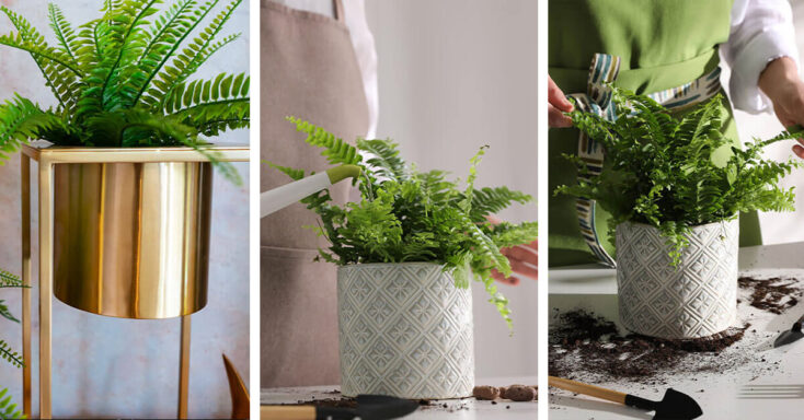 Featured image for Boston Fern Care – How to Plant, Grow and Help Them Thrive