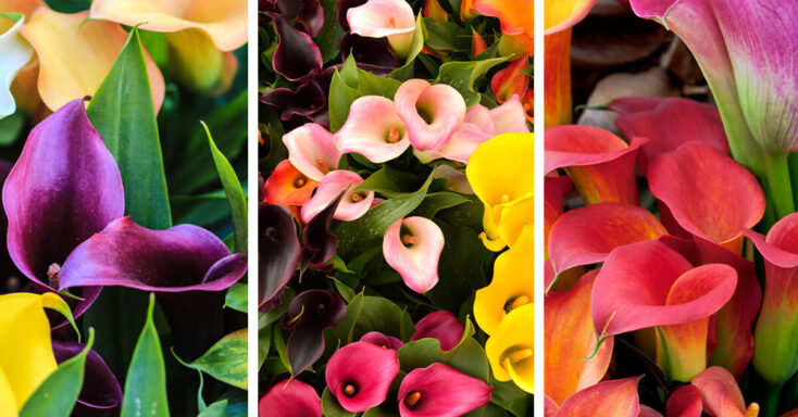 Featured image for Calla Lily Care – How to Plant, Grow and Help Them Thrive
