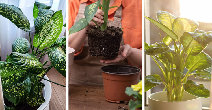 Featured image for Dieffenbachia Care – How to Plant, Grow and Help Them Thrive