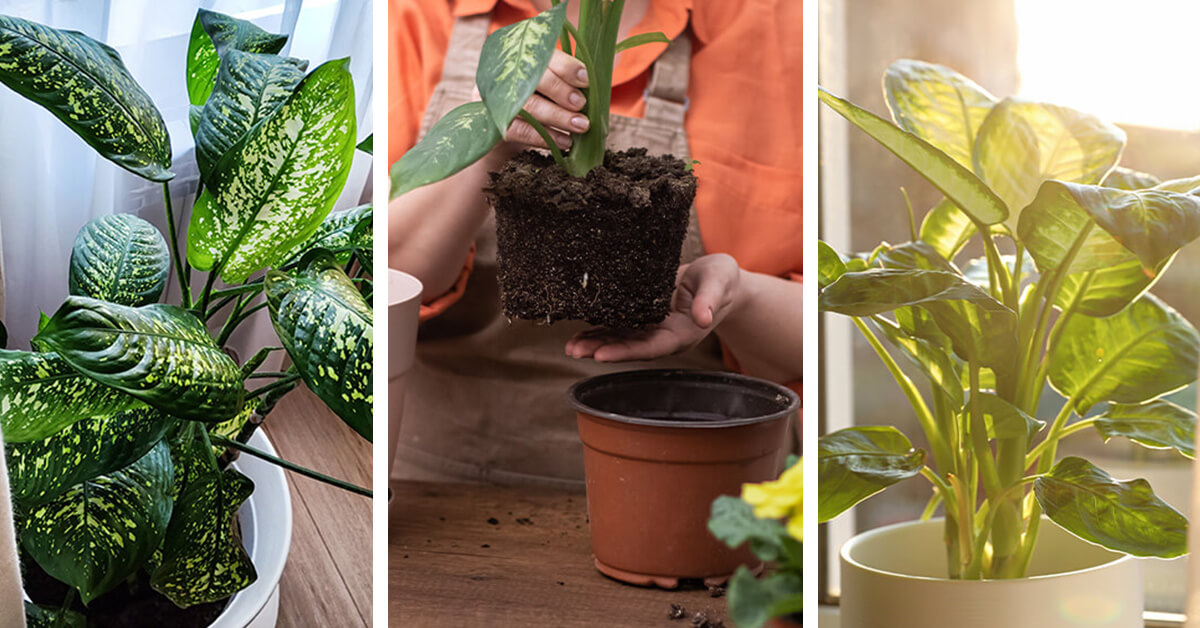 Featured image for “Dieffenbachia Care – How to Plant, Grow and Help Them Thrive”