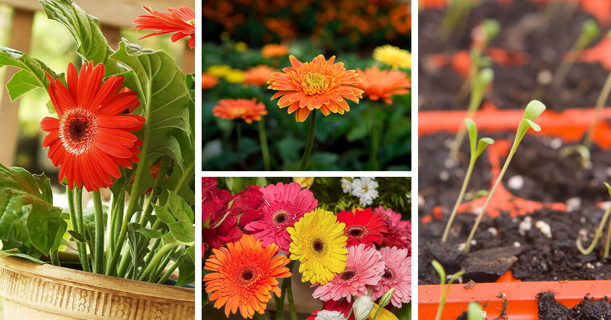 Featured image for “Gerbera Daisy Care – How to Plant, Grow and Help Them Thrive”