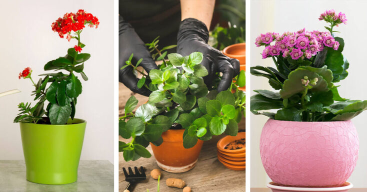 Featured image for Kalanchoe Care – How to Plant, Grow and Help Them Thrive