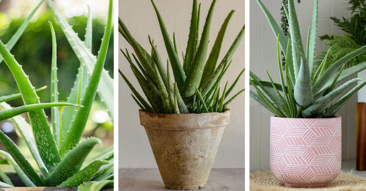 Featured image for Aloe Vera Plant Care – How to Plant, Grow and Help Them Thrive