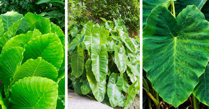 Featured image for Elephant Ear Plant Care – How to Plant, Grow and Help Them Thrive
