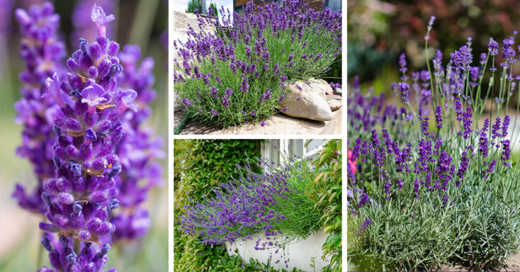 Featured image for Lavender Care – How to Plant, Grow and Help Them Thrive