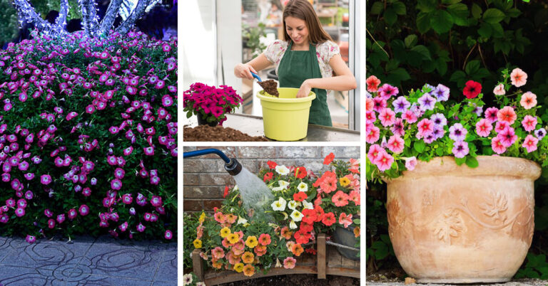 Petunia Care – How to Plant, Grow and Help Them Thrive