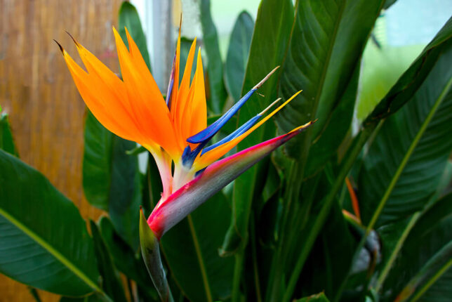 Bird of Paradise Plant Care – How to Plant and Grow