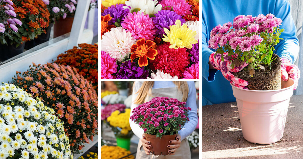 Featured image for “Chrysanthemum Care – How to Plant, Grow and Help Them Thrive”