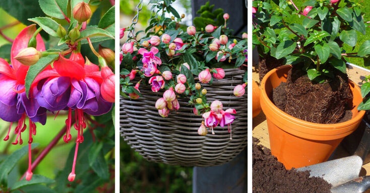 Featured image for Fuchsia Care – How to Plant, Grow and Help Them Thrive