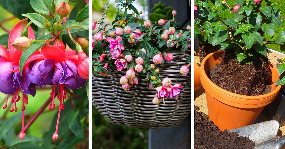 Featured image for “Fuchsia Care – How to Plant, Grow and Help Them Thrive”