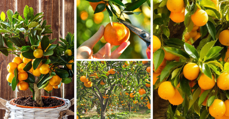 Featured image for Mandarin Tree Care – How to Plant, Grow and Help Them Thrive