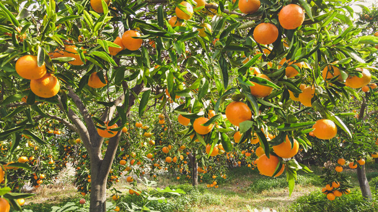 Mandarin Tree Care – How to Plant, Grow and Help Them Thrive