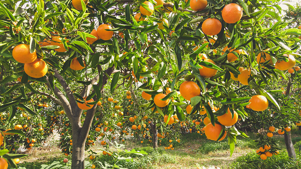 Mandarin Tree Care