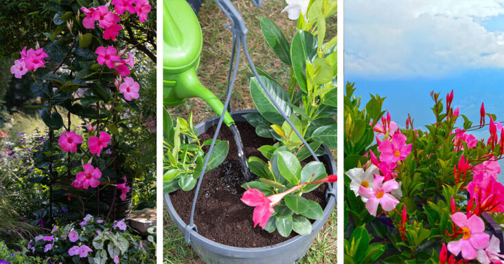 Featured image for Mandevilla Care – How to Plant, Grow and Help Them Thrive