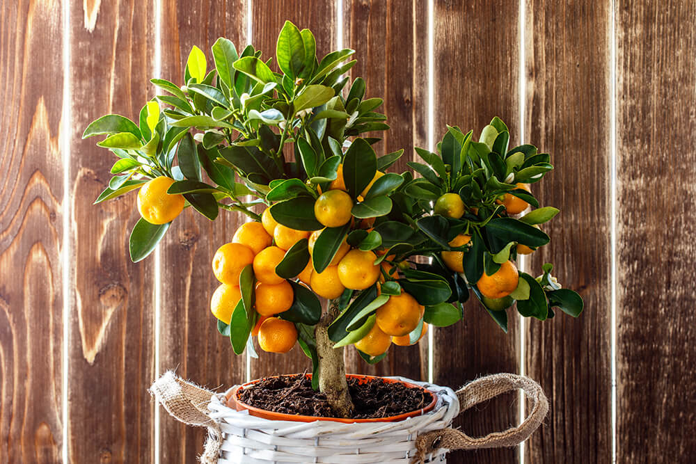 Potting and repotting mandarin tree