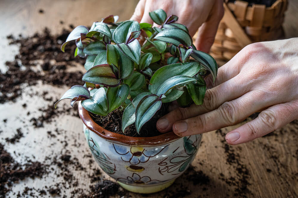 Potting and Repotting Wandering Jew