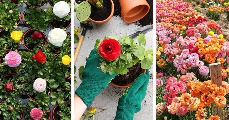 Featured image for Ranunculus Care – How to Plant, Grow and Help Them Thrive