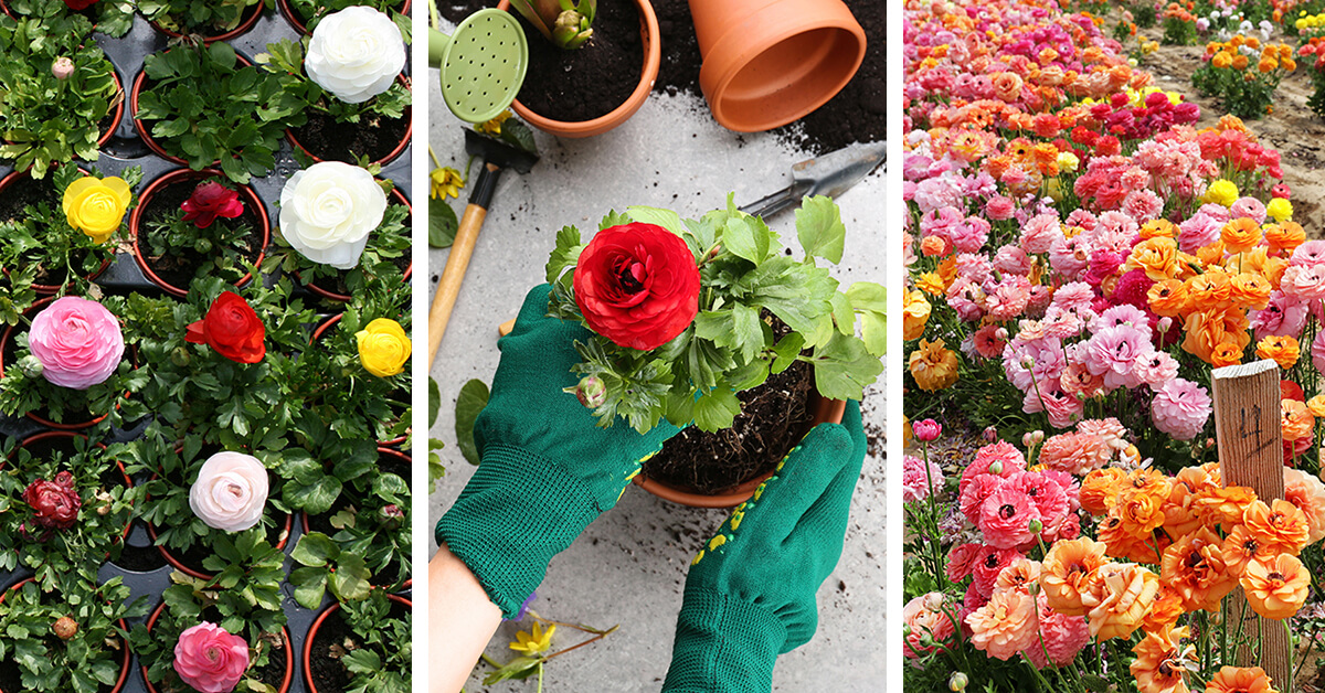 Featured image for “Ranunculus Care – How to Plant, Grow and Help Them Thrive”