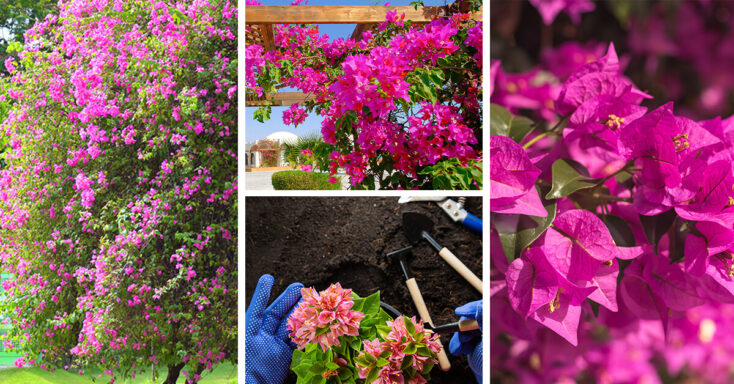 Featured image for Bougainvillea Care – How to Plant, Grow and Help Them Thrive