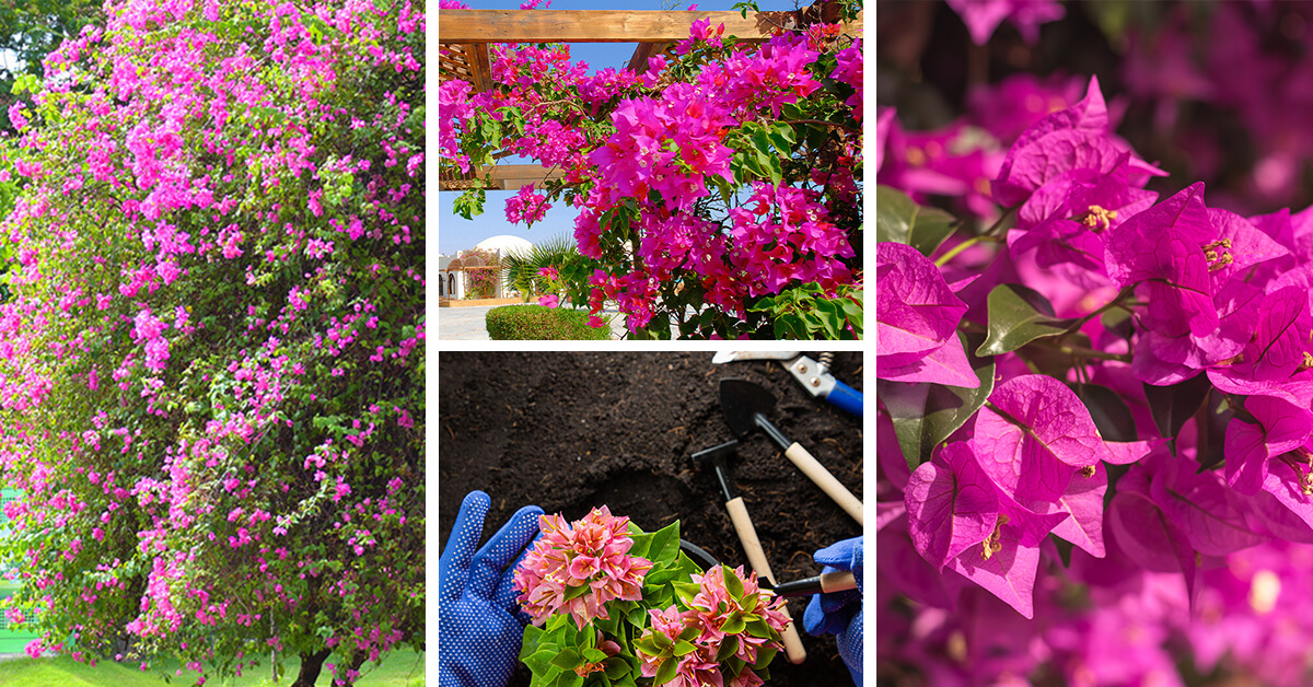 Featured image for “Bougainvillea Care – How to Plant, Grow and Help Them Thrive”