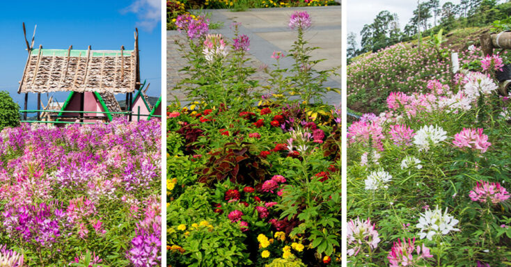 Featured image for Cleome Care – How to Plant, Grow and Help Them Thrive